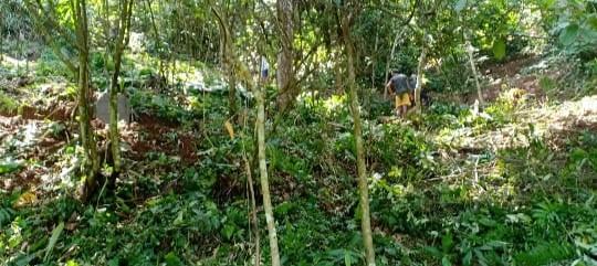 C:\Users\Lavinia Pde\Desktop\Mawker\horticulture\WhatsApp Image 2023-03-15 at 19.07.20.jpeg